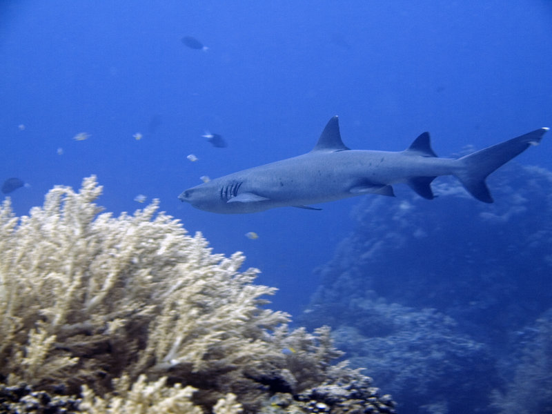 Whitetip Reef Shark, The Point